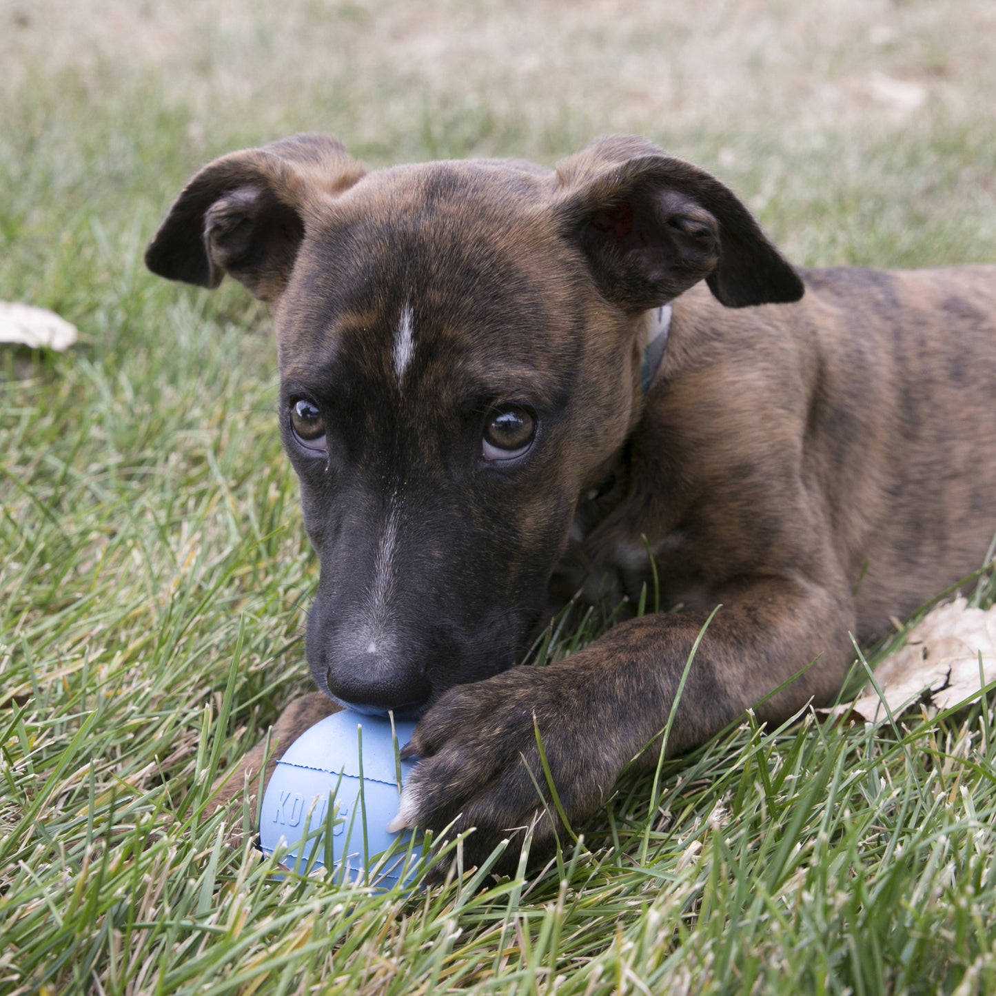 Juguete Interactivo para cachorro KONG® Puppy Ball
