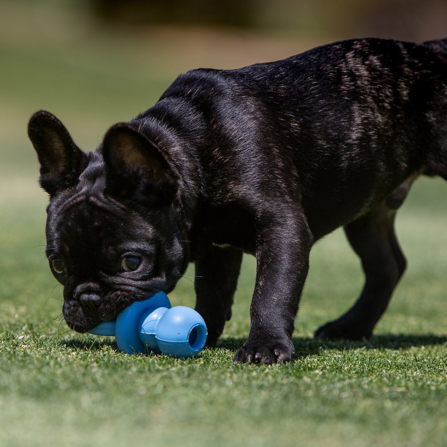 Juguete Interactivo para Cachorro Kong Binkie
