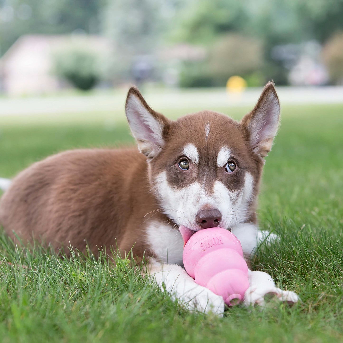 Juguete Interactivo para cachorro Kong Puppy
